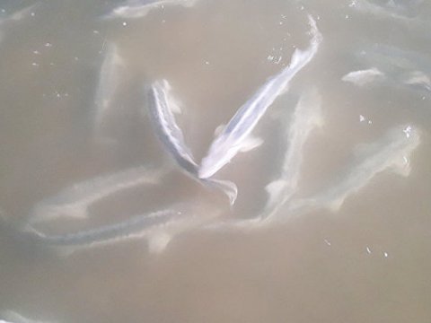 Özəlləşdirilən balıqartırma zavodu yenidən qurulur