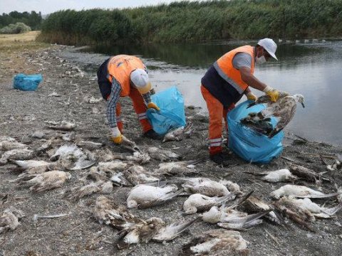 T&uuml;rkiyədə qağayıların k&uuml;tləvi &ouml;l&uuml;m&uuml; qeydə alındı