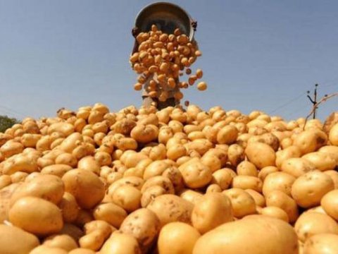İdxal kartofun gömrük rüsumu artdı, yerli kartof BAHALAŞDI