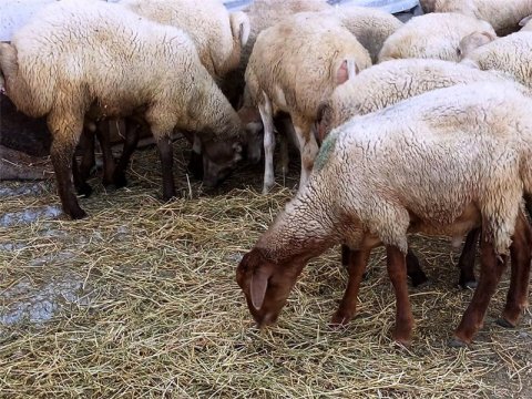 Dövlət Baytarlıq Xidməti fermerlərə müraciət edib 