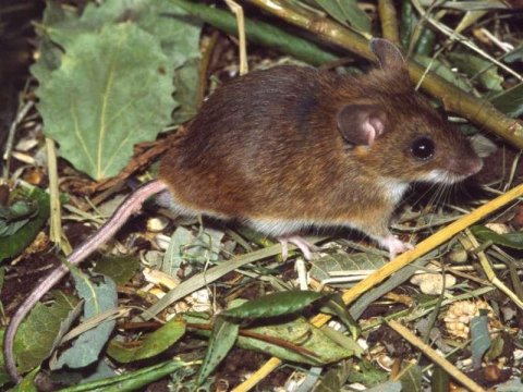 Nazirlikdən gəmiricilərin artmasına görə əhaliyə XƏBƏRDARLIQ