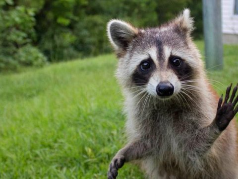 Yenot hər kəsi qorxuya saldı - VİDEO