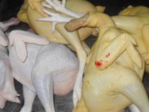 Azərbaycanda broyler toyuqlarını rəngləyib “kənd toyuğu” kimi satanlar həbs edildilər