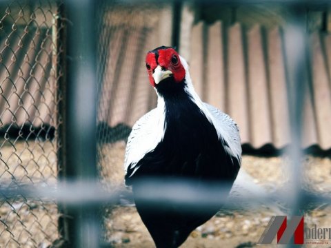 Bakı Zooparkında meymunlar əkizlədi, maralların buynuzlarını kəsdilər, Yallı qoyun evləndirildi - REPORTAJ+ FOTOLAR   