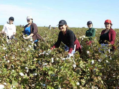 Pambıq yığımı zəif olan rayonların adları açıqlandı   