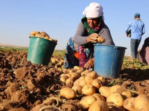 H&ouml;kumət kartof istehsal&ccedil;ılarını necə xilas etdi...  &nbsp;