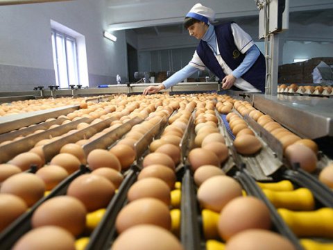 “Xaricə yumurta satsaq, adama söyərlər” - Quşçular Cəmiyyəti: “Yumurta qıtlığı aradan qalxıb” 