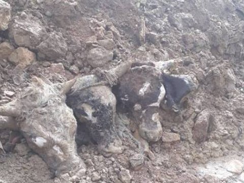 Kanalizasiyadan mal başları, sement kisələri çıxdı - FOTO+VİDEO