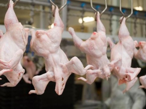 Diri quşların daşınması dayandırılmasa, növbəti 5 ildə toyuq ətinin idxalı 50 faizə çata bilər - PROBLEM