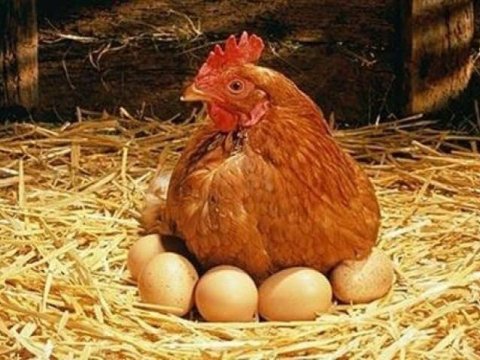 Quşlar tələf olur, Bakıda yumurta limitlə satılır