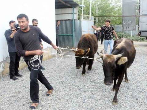 Özünüməşğulluq proqramına qoşulan kəndli aldadılır? - Nazirlik ittihamlara CAVAB VERDİ
