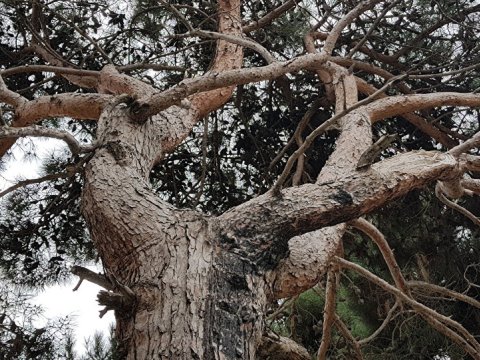 Ağaclar kəsilməyib, köçürülüb - Bakı Meriyasından qalmaqallı hadisə haqda AÇIQLAMA   