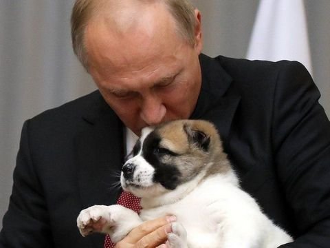 Putinə &ccedil;oban iti hədiyyə olunacaq  &nbsp;  &nbsp;