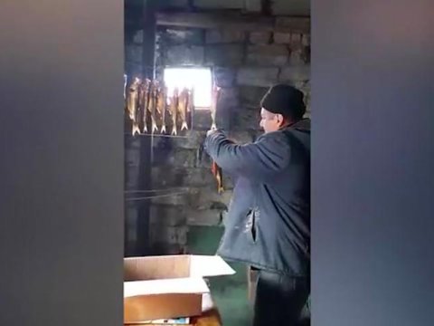 Balıqları donuz, it saxlanan məkanda hisə verən şəxs saxlanılıb - VİDEO