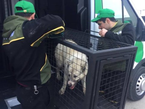 Bakının bu yerlərini sahibsiz itlərdən “təmizləyiblər” - FOTOLAR   