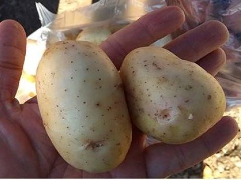 İran Azərbaycana kartof-soğan ixracına qadağa qoydu  &nbsp;