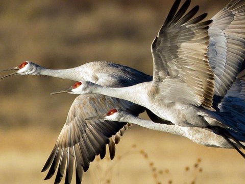 Dəyişdirilən quş adlarını Qara Mustafayev qoyubmuş - Mərhum professor günahlandırıldı