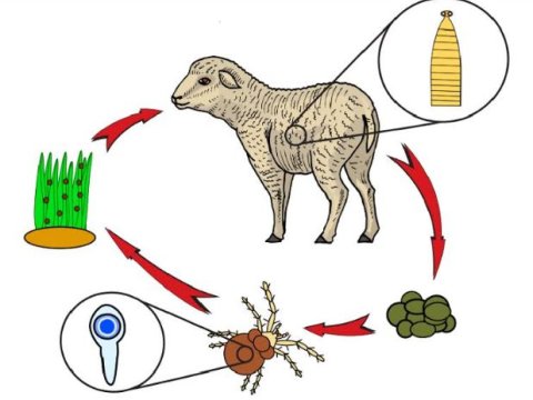Heyvanları monieziozdan necə qorumalı?  