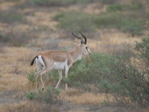 Milli parklarda “açıq qapı” günü keçiriləcək  
