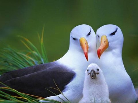 Azərbaycanda hər il yeni quşlar AŞKARLANIR