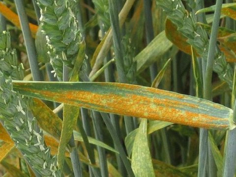 Rayonlarda sarı pasa qarşı mübarizə...