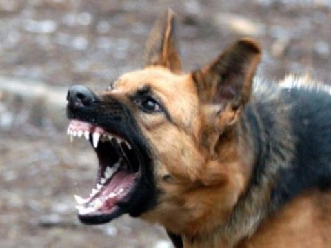 Quduz it dişləsə nə etməli? - MƏSLƏHƏT