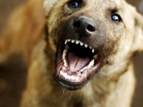 “Küçə itlərini müdafiə edənləri anlamıram” - Tanınmış jurnalistlər  DANIŞDILAR 