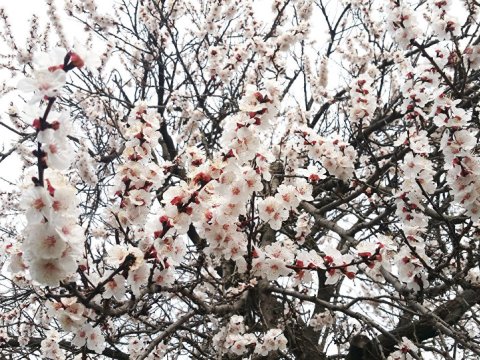 Bu il bazarda ərik “od tutub yanacaq” - Yağıntılar fermerlərə ZİYAN VURUB