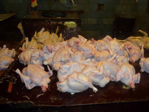 Bakıda qanunsuz toyuq  kəsimi sexi aşkarladı - FOTOLAR