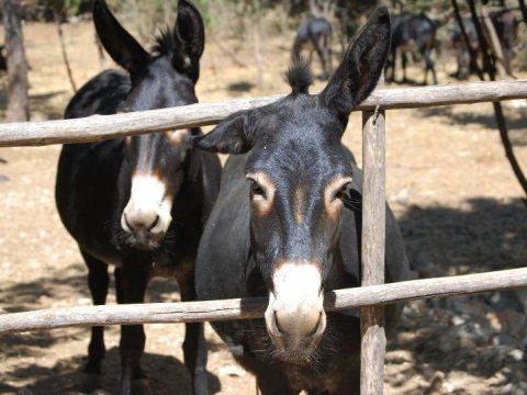 Azərbaycan xaricdən uzunqulaq almağı dayandırıb - Eşşəklərin sayı açıqlandı 