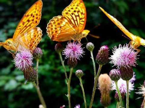 1 milyon növ məhv olacaq - TƏHLÜKƏ