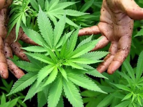 Marixuana istifadəsini leqallaşdıran ölkələr - SİYAHI