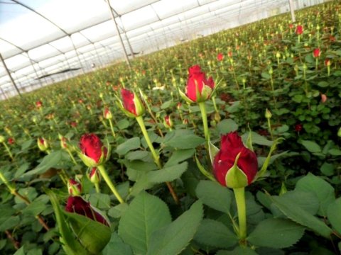 Azərbaycanda gülçülük yenidən dirçəlir  