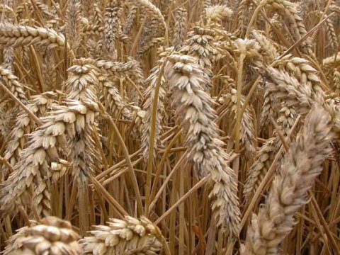 Qazaxıstan Azərbaycana satdığı taxılı 13% bahalaşdırıb