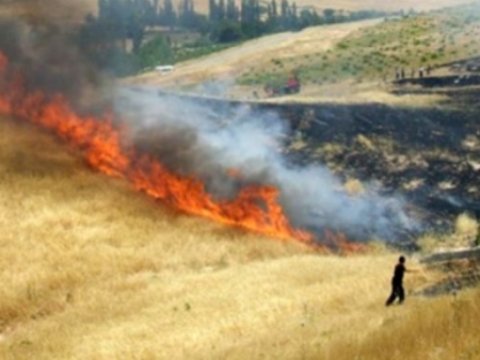 Şamaxıda 150 ailənin taxıl zəmisi yanıb - RƏSMİ