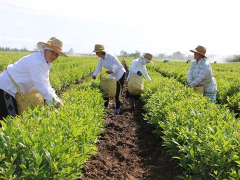 Azərbaycan bu il xaricə 3 milyon 689 min dollarlıq çay SATIB