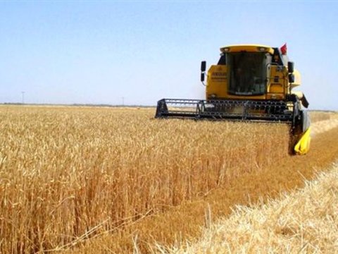 494 min hektara yaxın ərazidə taxıl biçilib - STATİSTİKA