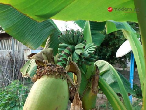 Ermənilər Qarabağda banan əkir? - FOTOLAR