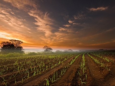 Havaların kəskin dəyişməsi kənd təsərrüfatında fəsadlara yol açdı  