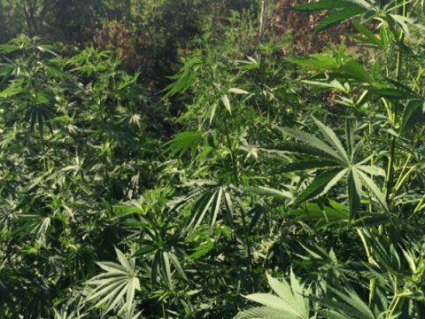 Oğuzda 3 tondan artıq narkotik bitki məhv edilib 