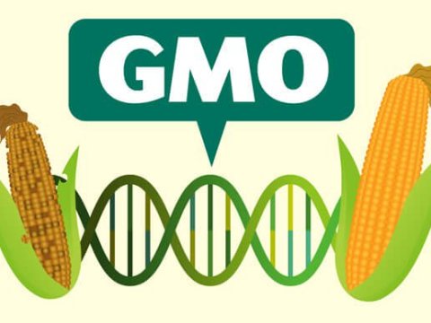 Azərbaycana GMO məhsulları gətirilir? - “Bu yalanı qaragüruhçular yayır”