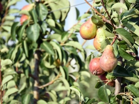 Azərbaycanın ən yaşlı tələbəsi Gəncədə təhsil alır – REPOPTAJ 