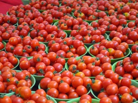 Pomidor ucuzlaşacaq – Nazirlikdən AÇIQLAMA
