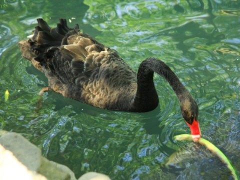 7 hektar sahədə “cənnət” yaradan Etibar dayı: “Bağımdakı meyvələr bazardakından bahadır” - REPORTAJ
