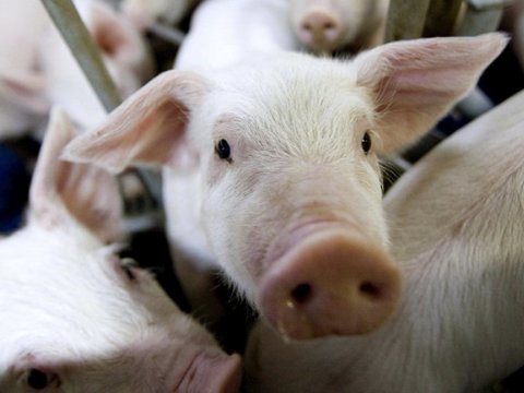 Azərbaycanda donuzların sayı sürətlə artır