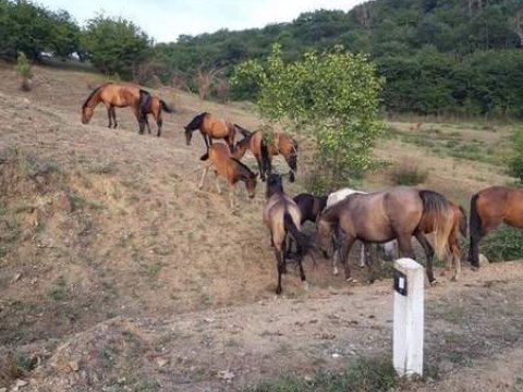 Ermənilər Qarabağ atlarını göstərdilər – FOTOLAR