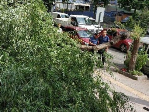 Sumqayıtda 10 yaşlı qızın başına ağac düşdü - kəllə-beyin travması aldı