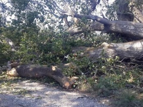 Bakıda ağacların kökündən qopması faktları qeydə alınır 