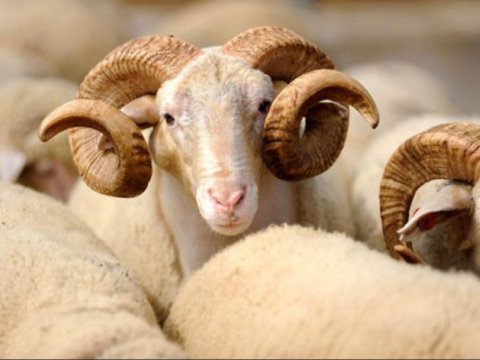 Üç dövlət qurumu Qurban bayramı ilə bağlı XƏBƏRDARLIQ ETDİ  