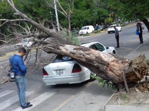 Bakıdakı ağacların TƏHLÜKƏSİ - Vaxtlı-vaxtında budanırmı? 